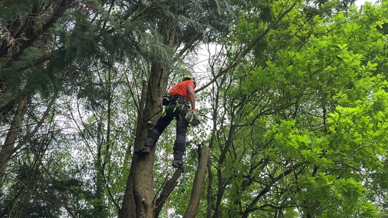 Best Fruit Tree Pruning  in Mannford, OK