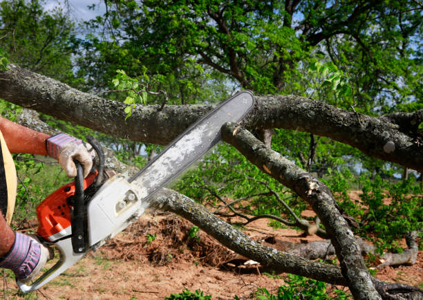 Tree and Shrub Care in Mannford, OK